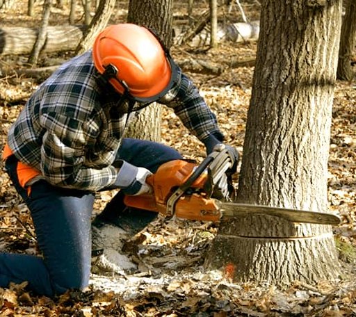 Tree Removal in George West, TX